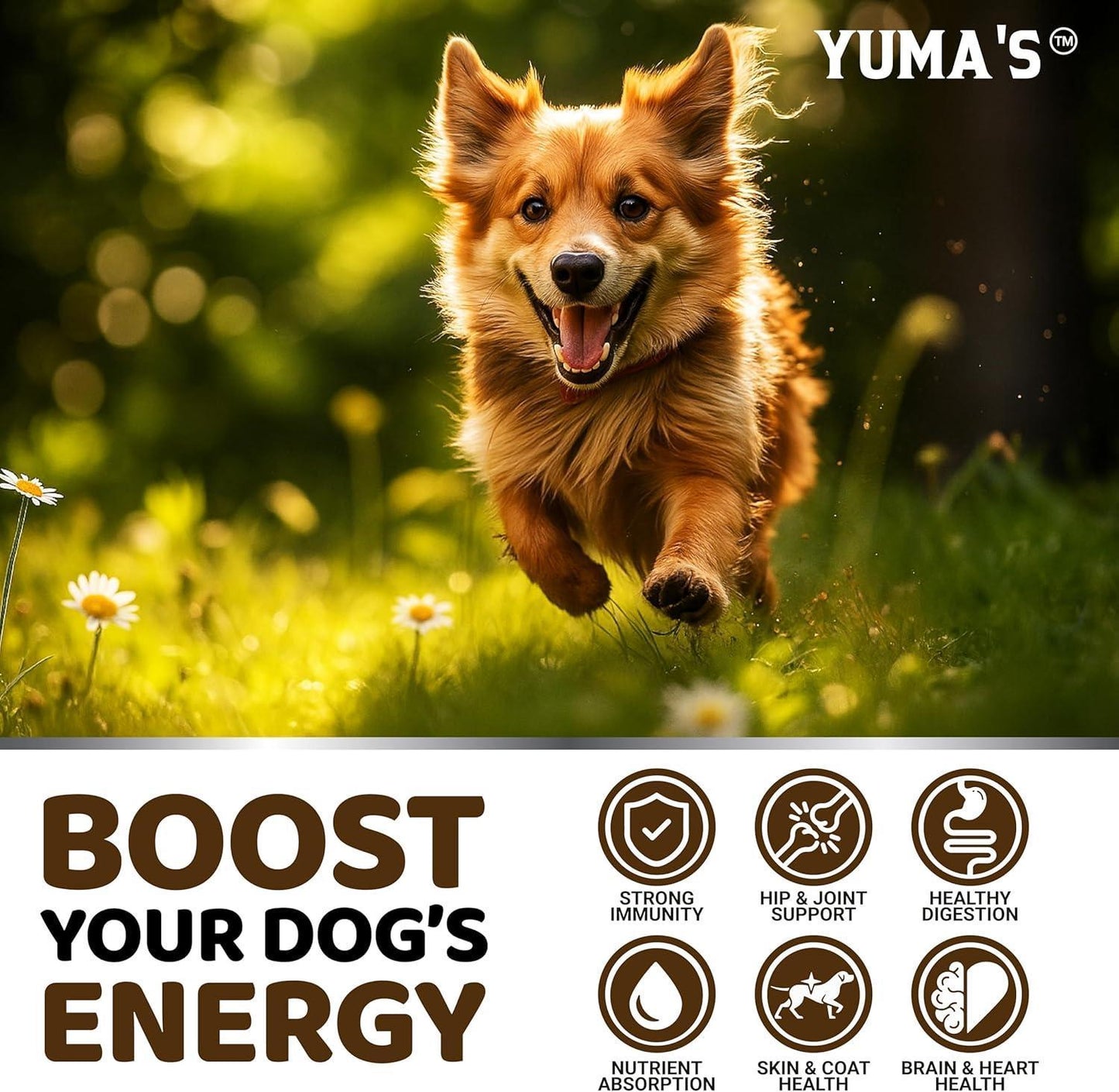 YUMA'S Turkey Tail Mushroom Dog Vitamins and Supplements for Dogs. 170 Chews For Pet With Love