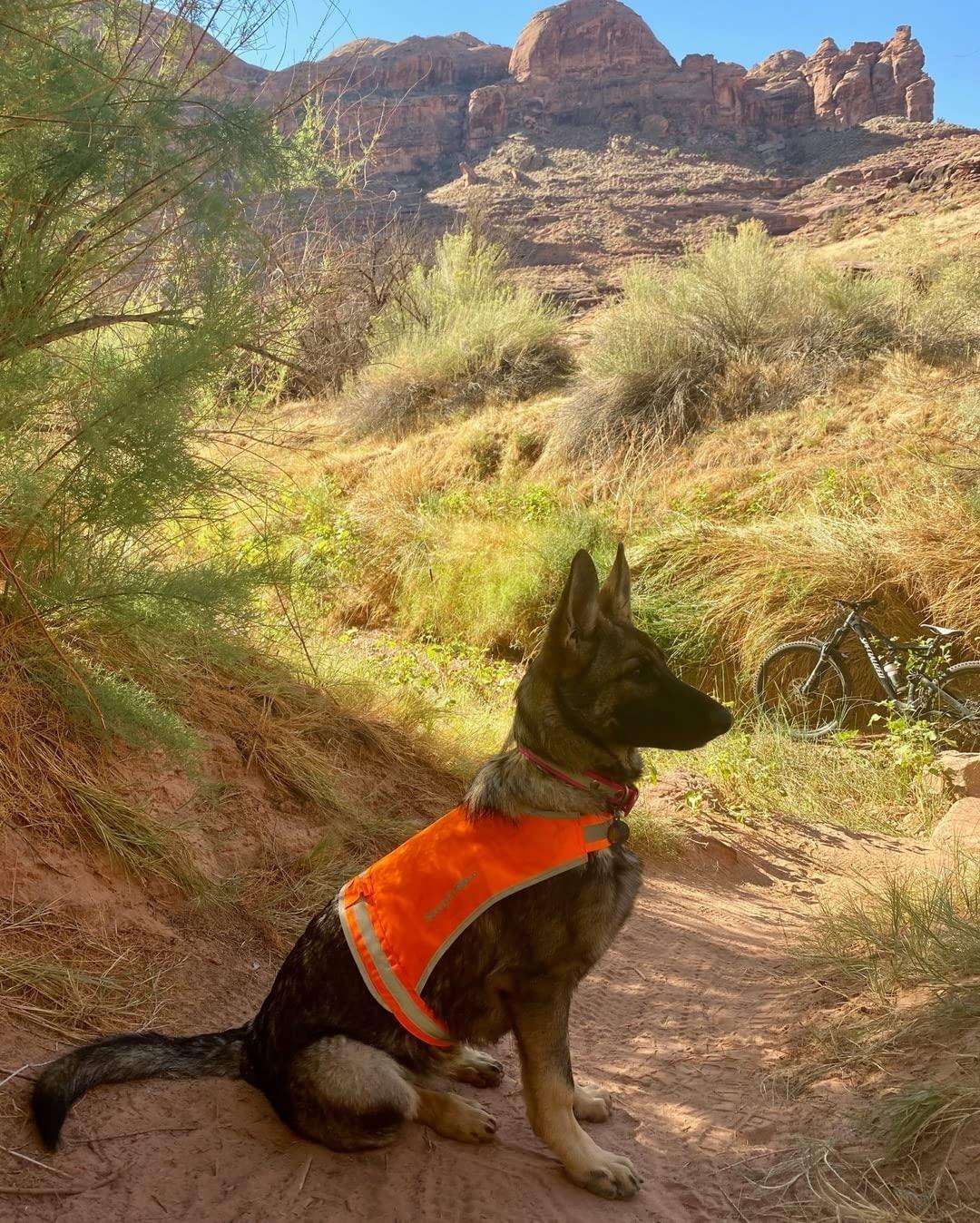 SafetyPUP XD Reflective HiVisibility Blaze Orange Fluorescent Dog Safety Vest (XSMALL) For Pet With Love