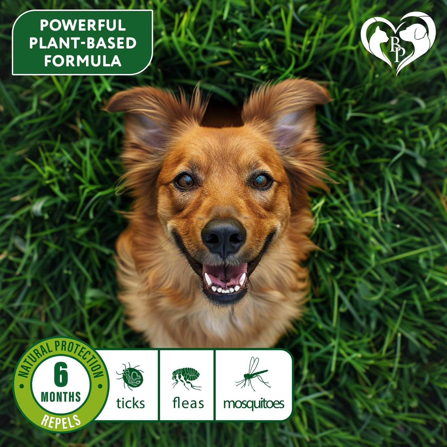 Beloved Pets Natural Anti Fleas and Ticks Essential Oil Repellent Collar for Dogs. 6 Months Control of Best Prevention & Safe Treatment. Pack of 1. For Pet With Love