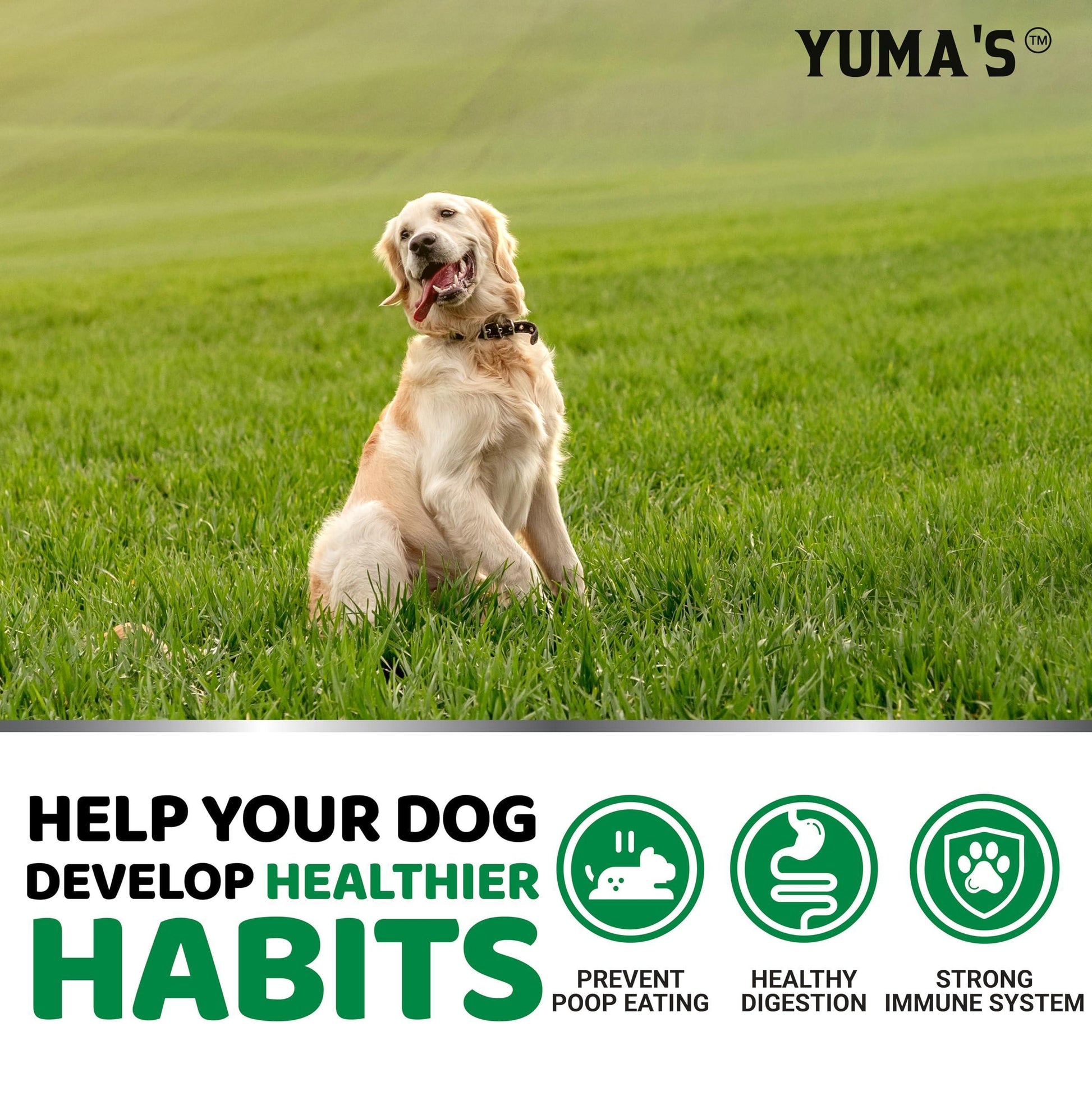 YUMA'S No Poo Coprophagia Deterrent Chews for Dogs. Probiotics & Digestive Enzymes Supplement. Made in USA. 170 Chews. For Pet With Love