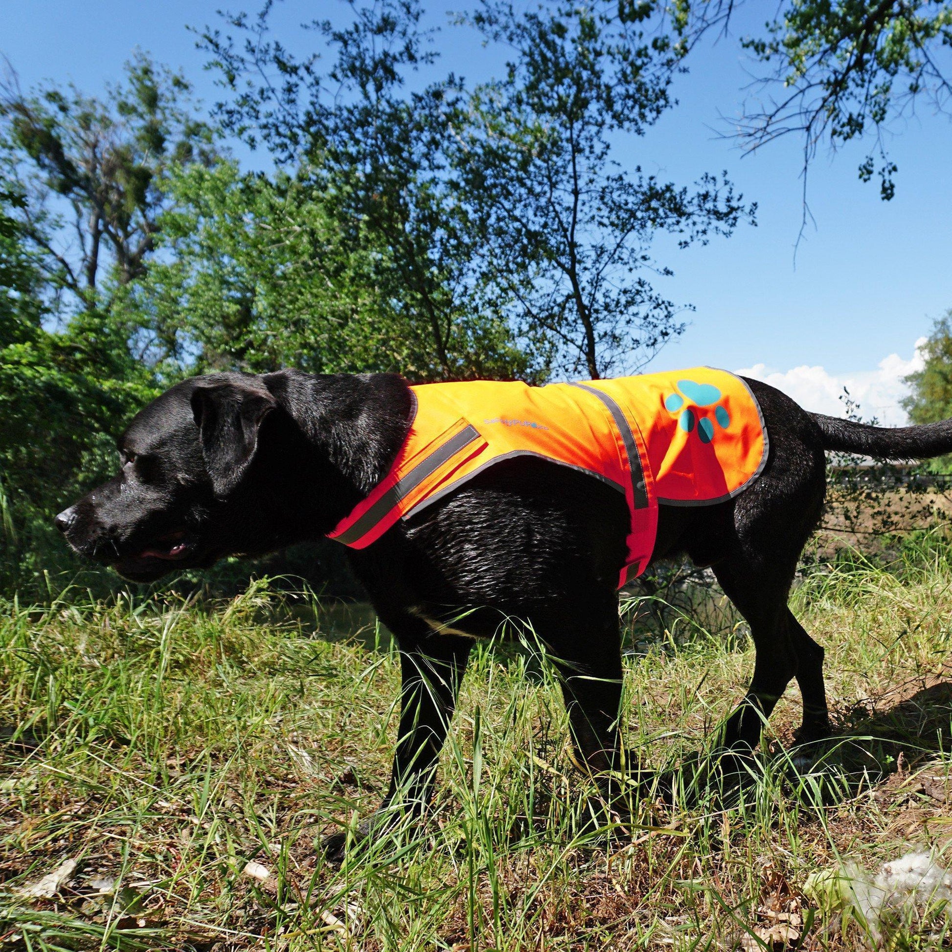 SafetyPUP XD HiVisibility Reflective Fluorescent Blaze Orange Dog Vest (XLARGE) For Pet With Love