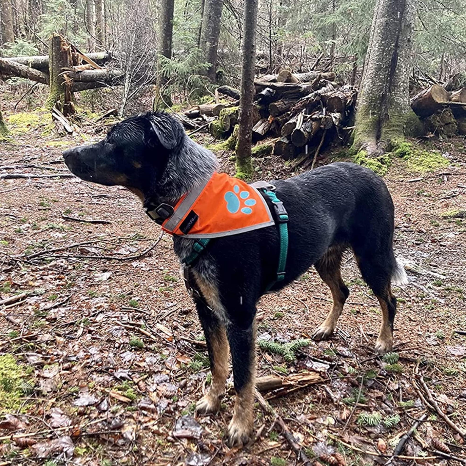 SafetyPUP XD Hi Visibility Reflective Blaze Orange Bandana for Pets  XLARGE For Pet With Love