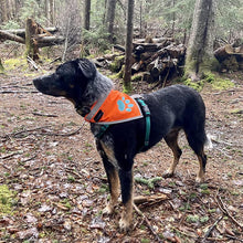 Load image into Gallery viewer, SafetyPUP XD Hi Visibility Reflective Blaze Orange Bandana for Pets  XLARGE
