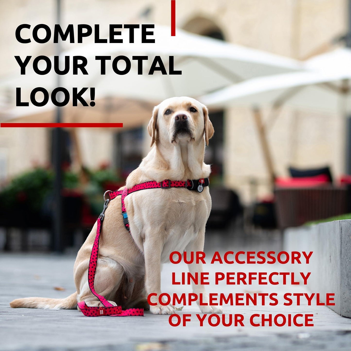 Nylon Dog Leash for Small Dogs and Medium Dogs 4 Ft   Strong Dog Leash for For Pet With Love