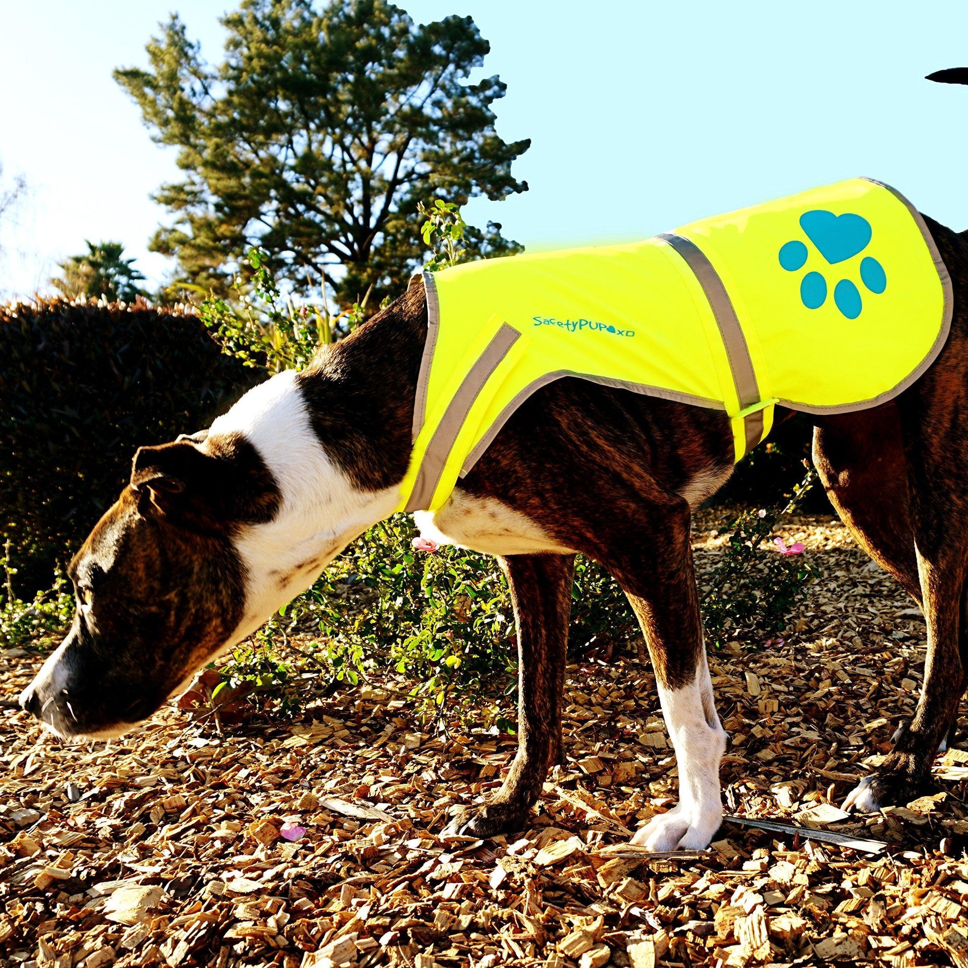 SafetyPUP XD Hi-Vis Dog Safety Reflective Vest - Neon Yellow - XSMALL - Fits Dogs 14lbs - 22lbs For Pet With Love