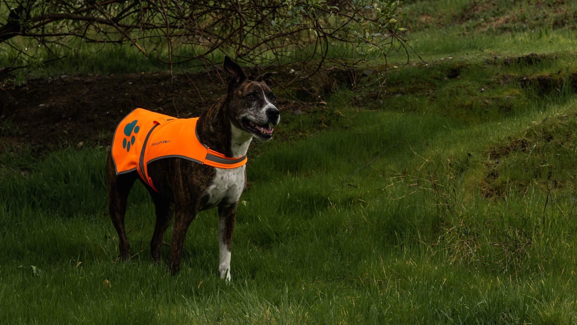 SafetyPUP XD Waterproof Hi Visibility Reflective Blaze Orange Dog Jacket with Light Fleece Lining LARGE For Pet With Love