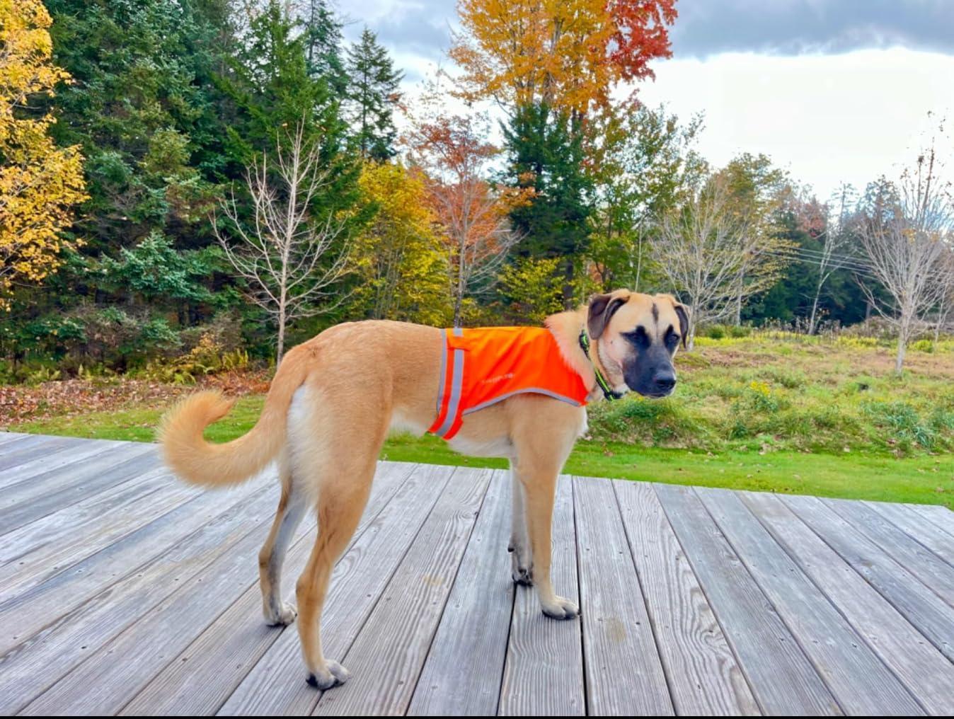 SafetyPUP XD Reflective HiVis Blaze Orange Fluorescent Dog Safety Vest (MEDIUM) For Pet With Love