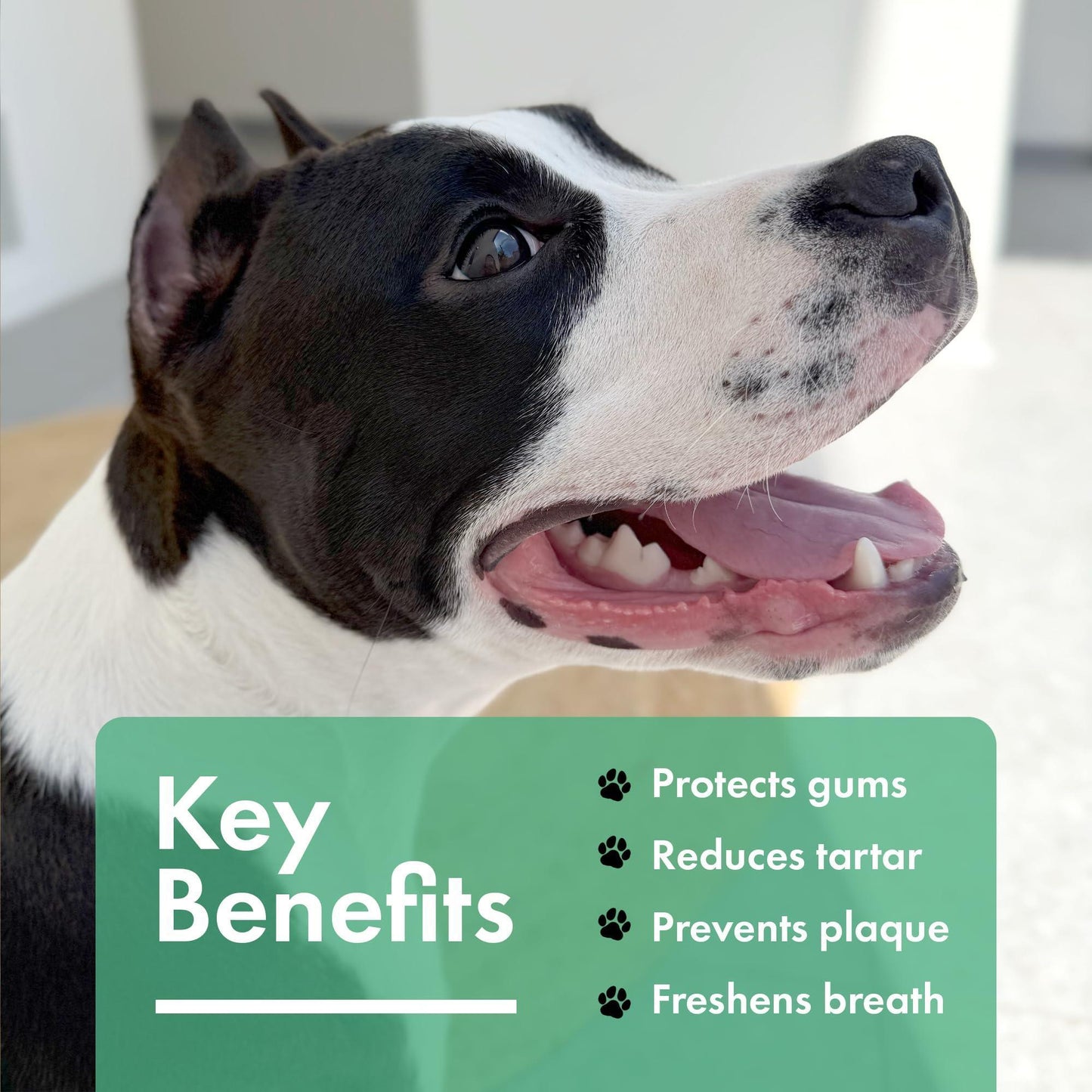 PETCAREX Dog Dental Powder. Breath Freshener Plaque and Tartar Remover for Dogs for All Breeds and Sizes