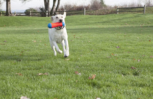 Chuckit Tumble Bumper Dog Toy For Pet With Love