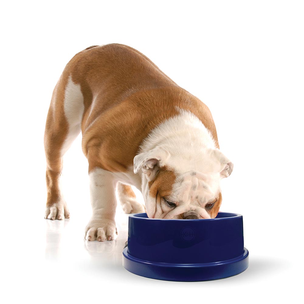 K&H Pet Products Pet Coolin' Bowl 96 ounces Blue 11.5 x 11.5 x 4 For Pet With Love