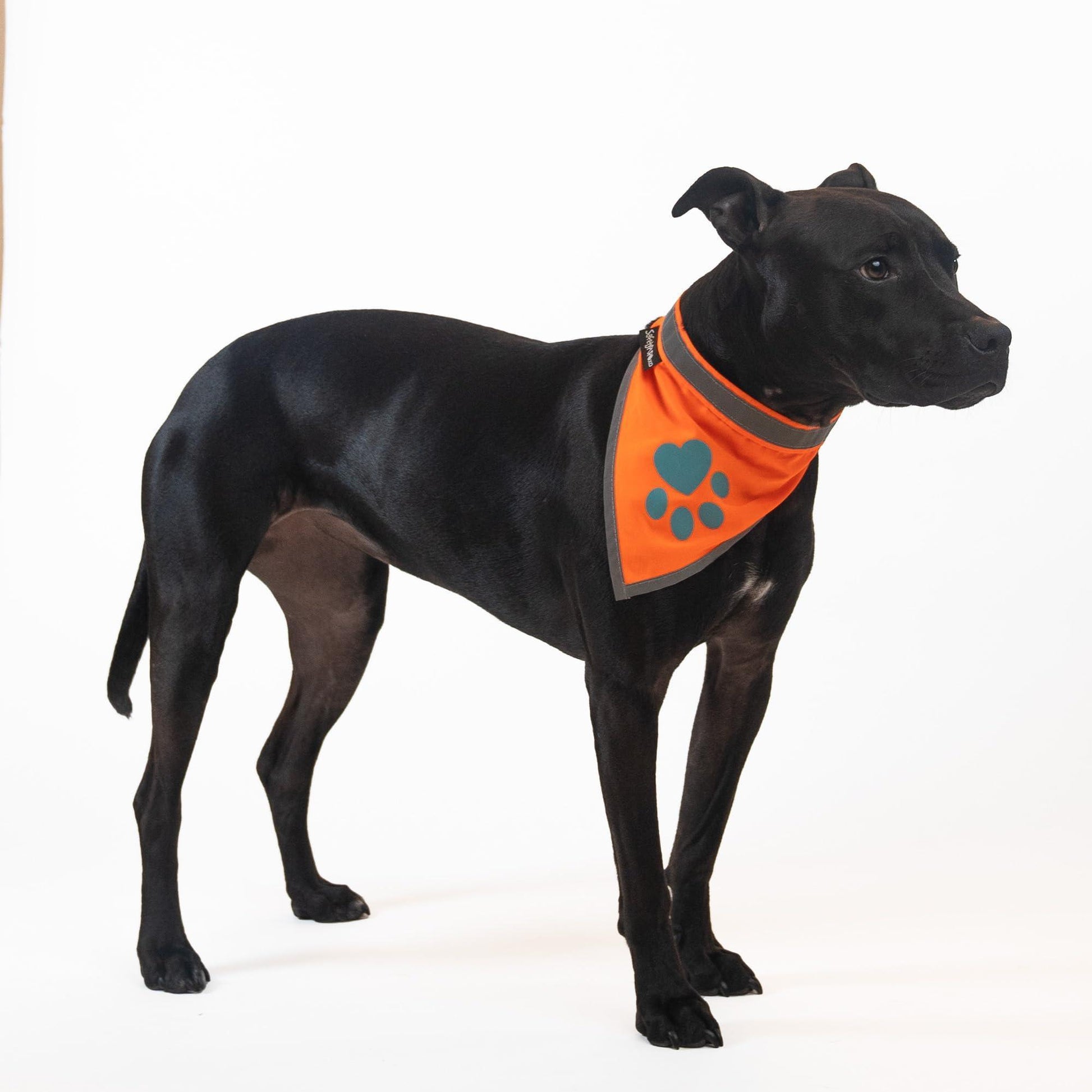 SafetyPUP XD HiVisibility Reflective Blaze Orange Dog Bandana  SMALL For Pet With Love