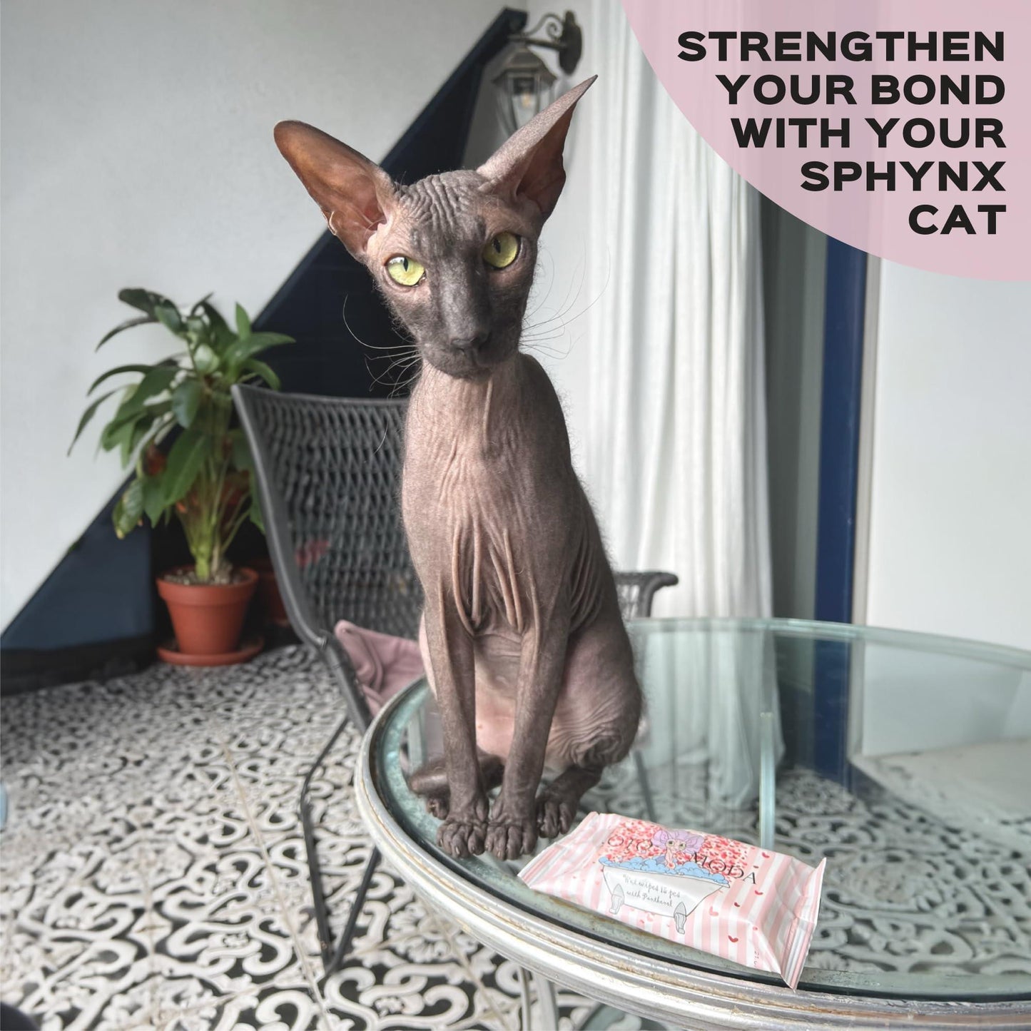 Kotomoda Wet Wipes with Panthenol for Sphynx cat for Everyday use (24Pack) For Pet With Love