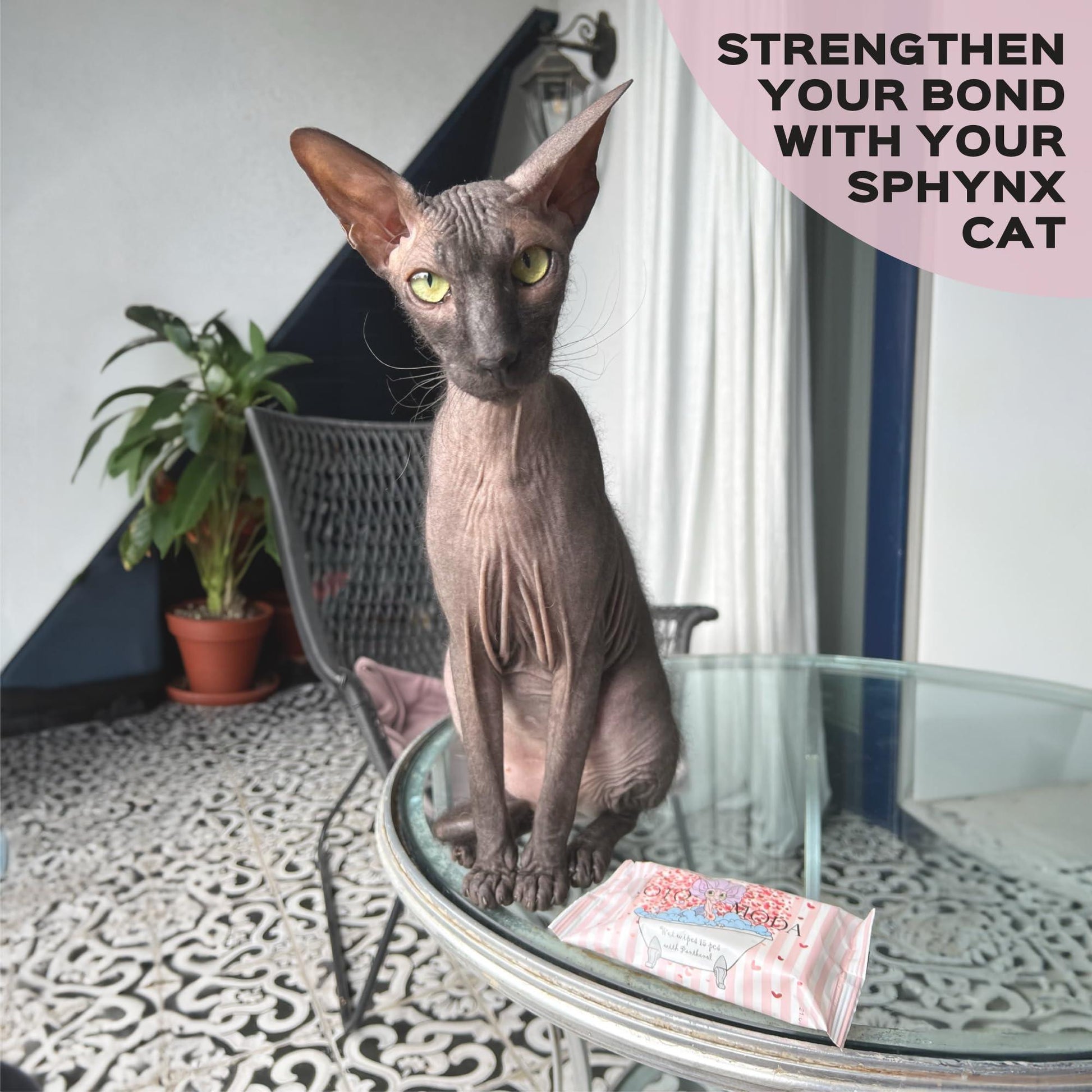 Kotomoda Wet Wipes with Panthenol for Sphynx cat for Everyday use (24Pack) For Pet With Love