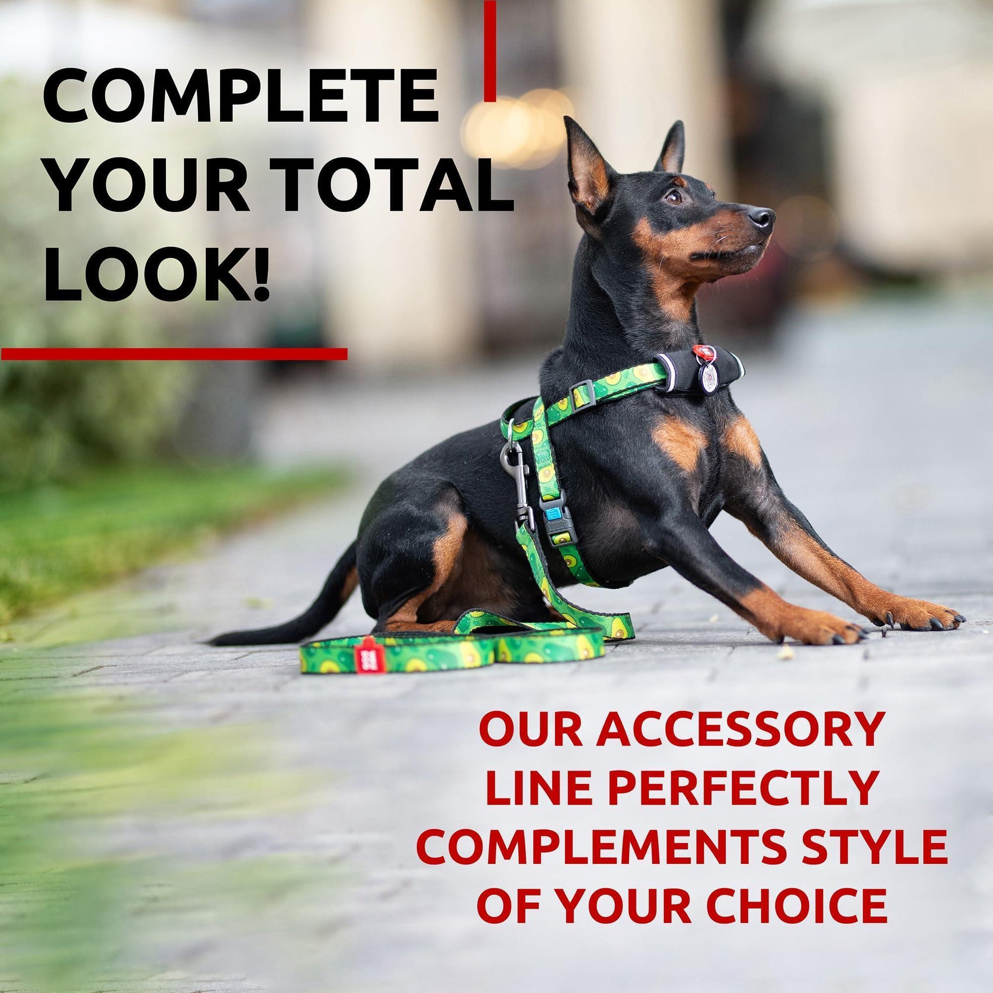 Nylon Dog Leash for Small Dogs and Medium Dogs 4 Ft   Strong Dog Leash for For Pet With Love