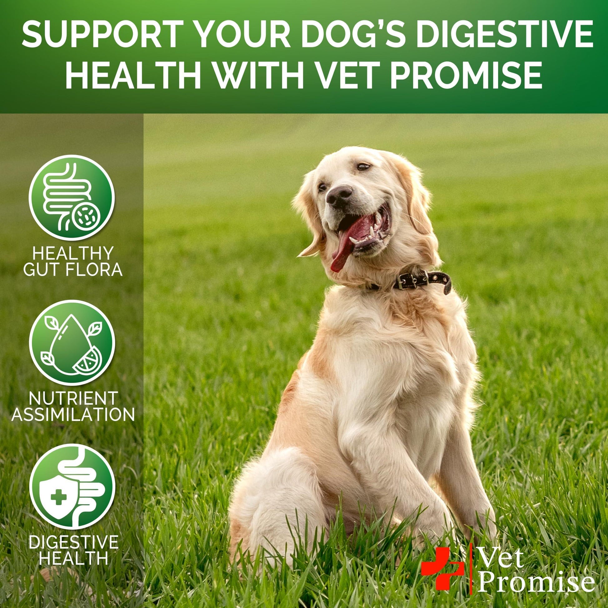 Vet Promise Dog Probiotics and Digestive Enzymes for Gut Health, Itchy Skin Allergies, Immunity Yeast Balance 120 Chews For Pet With Love