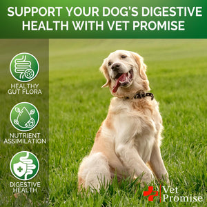 Vet Promise Dog Probiotics and Digestive Enzymes for Gut Health, Itchy Skin Allergies, Immunity Yeast Balance 120 Chews