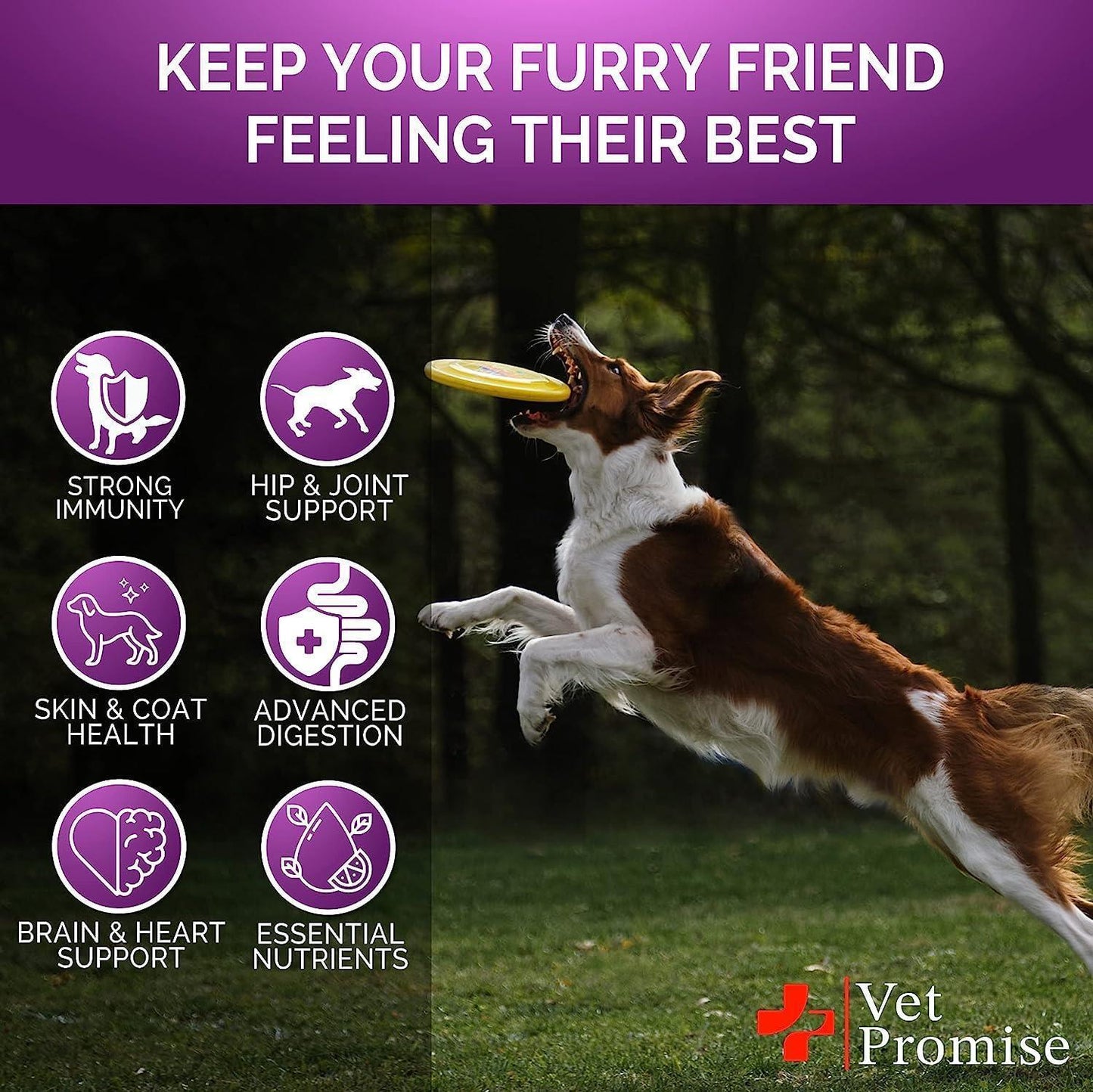 Vet Promise Dog Multivitamin Chewable Supplements with Glucosamine 240 Chews For Pet With Love