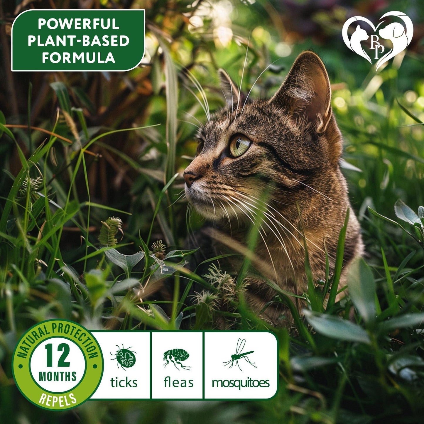 Beloved Pets Natural Flea & Tick Collar for Cats. 12 Months Control of Best Prevention & Safe Treatment with Essential Oil Repellent (1 Count) For Pet With Love