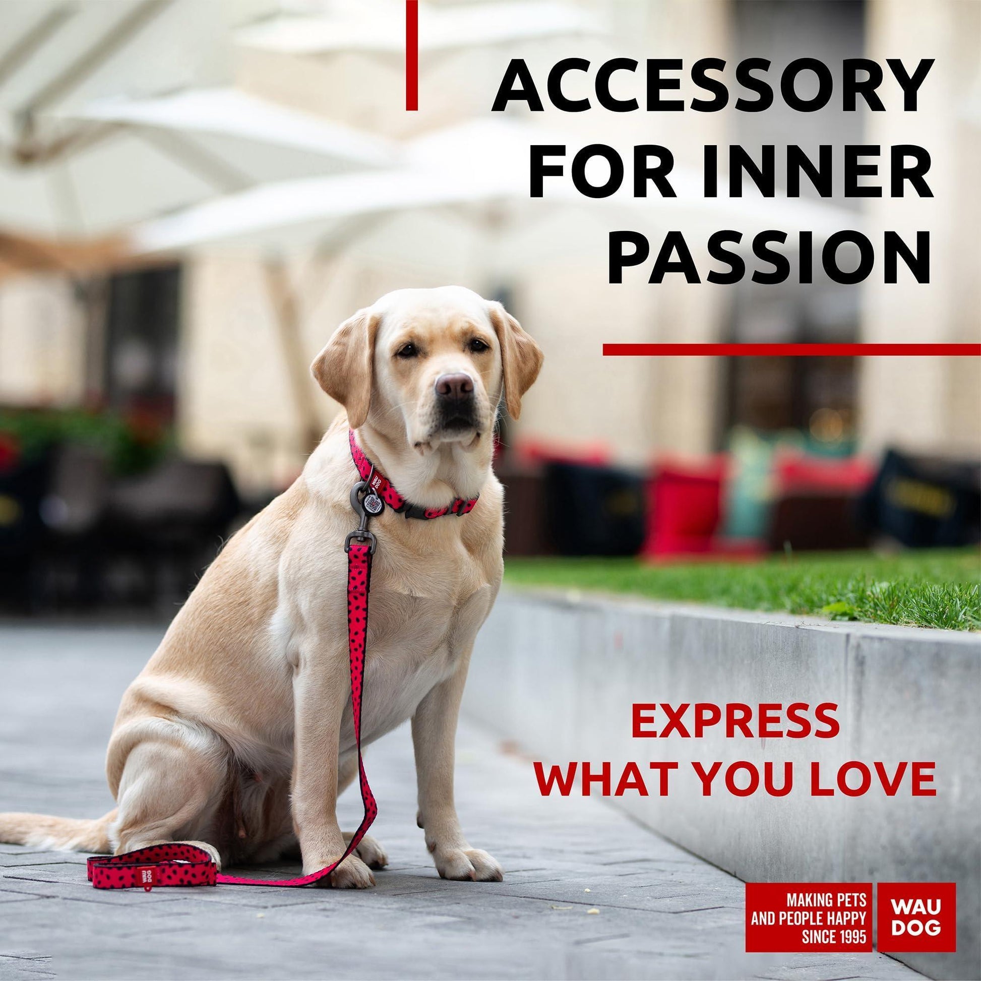 Nylon Dog Leash for Small Dogs and Medium Dogs 4 Ft   Strong Dog Leash for For Pet With Love