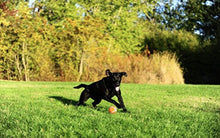 Load image into Gallery viewer, Chuckit Tennis Balls for Dogs
