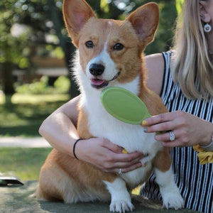 Safari Bristle Brush for Small Dogs