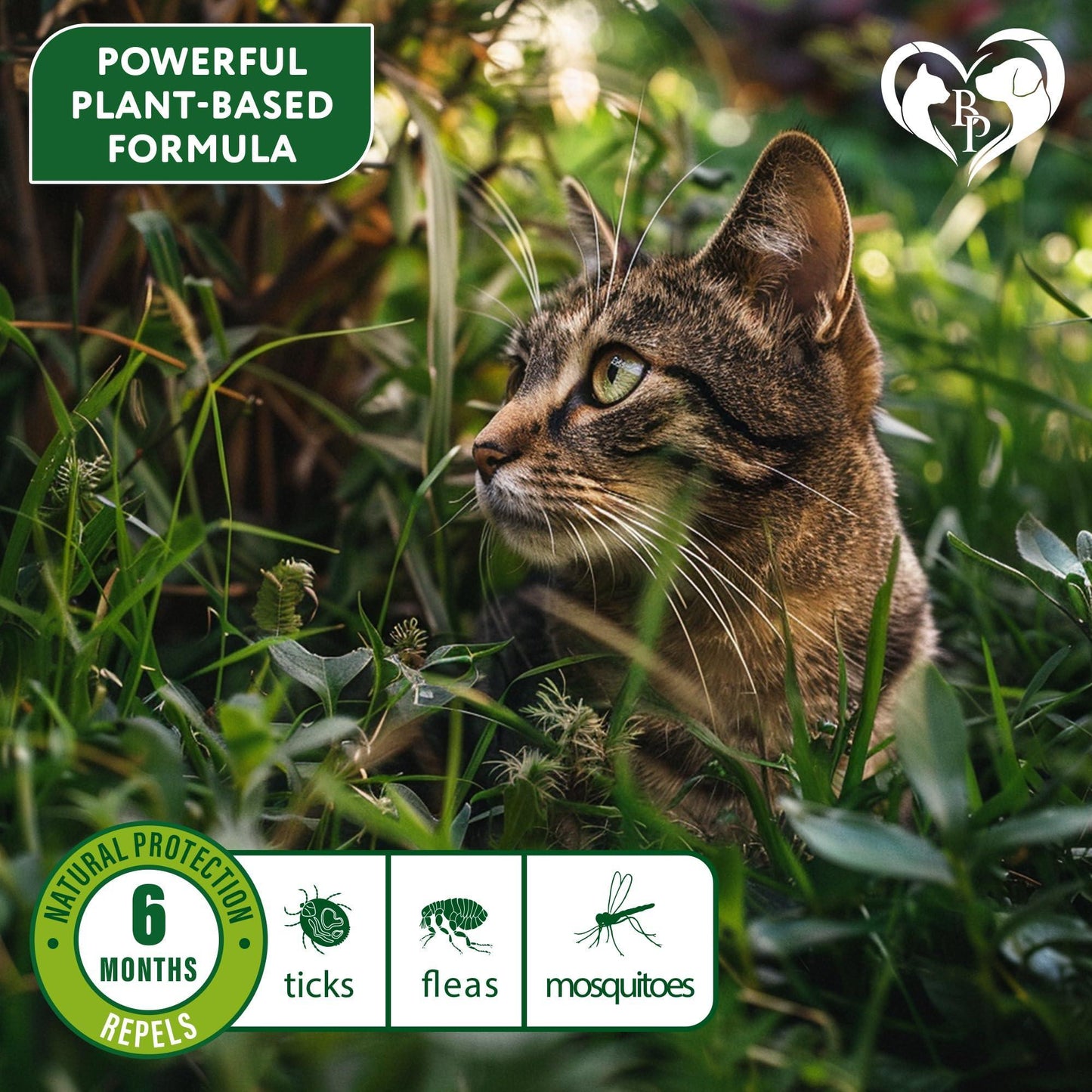 Beloved Pets Natural Flea & Tick Collar for Cats. 6 Months Control of Best Prevention & Safe Treatment with Essential Oil Repellent (1 Count) For Pet With Love