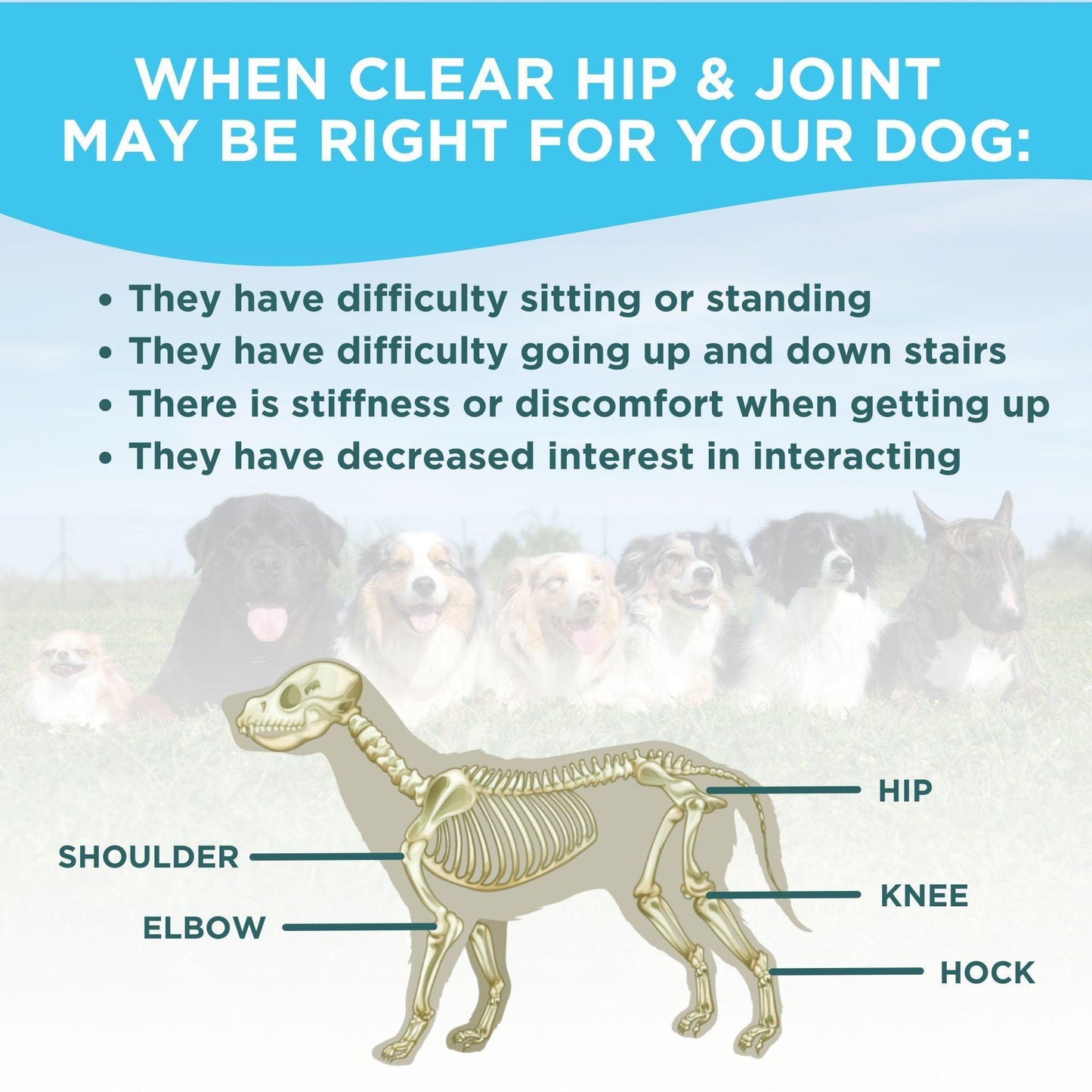 Clear Probiotics Hip & Joint Support Supplement for Dogs * 60 Count For Pet With Love