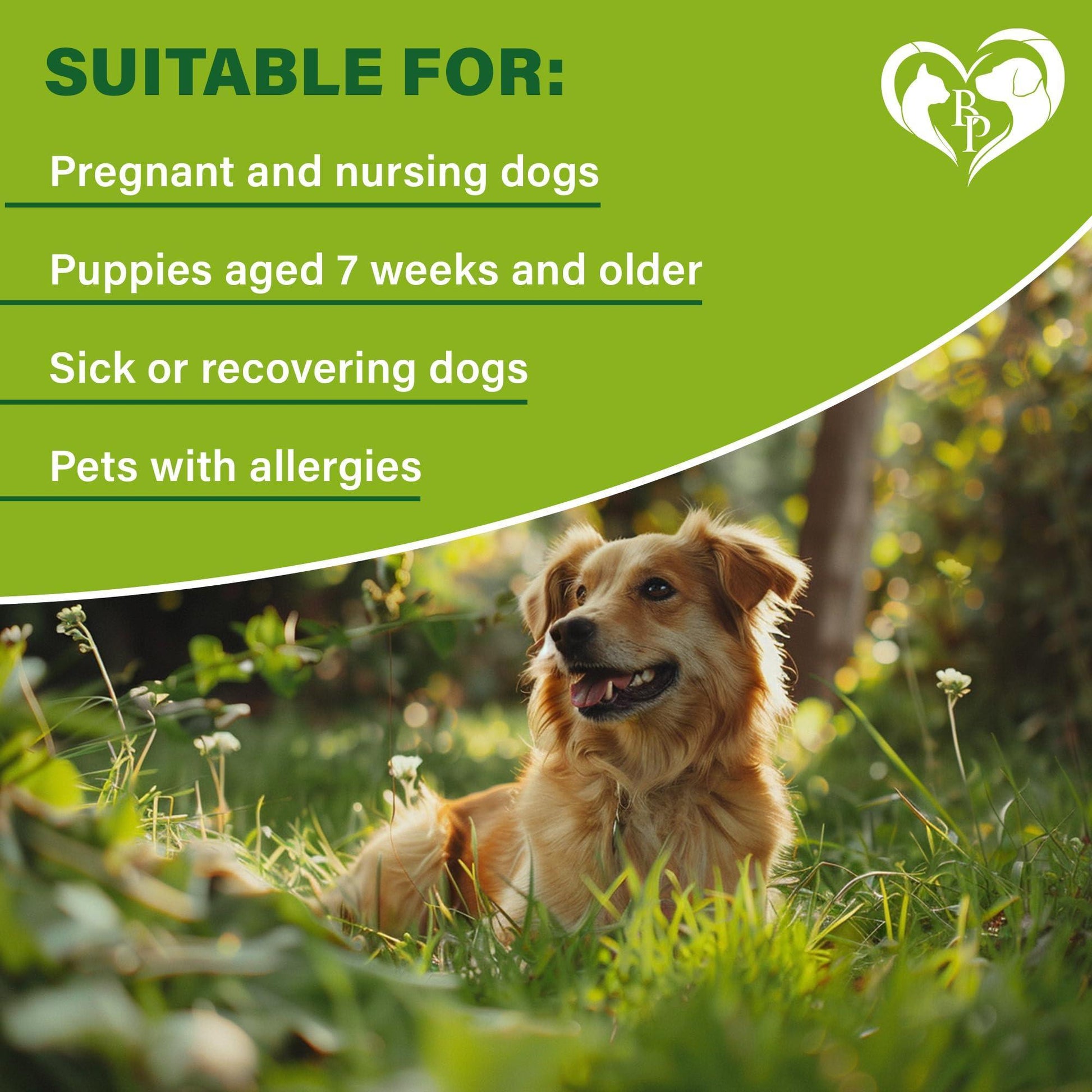 Beloved Pets Natural Anti Fleas and Ticks Essential Oil Repellent Collar for Dogs. 6 Months Control of Best Prevention & Safe Treatment. Pack of 1. For Pet With Love