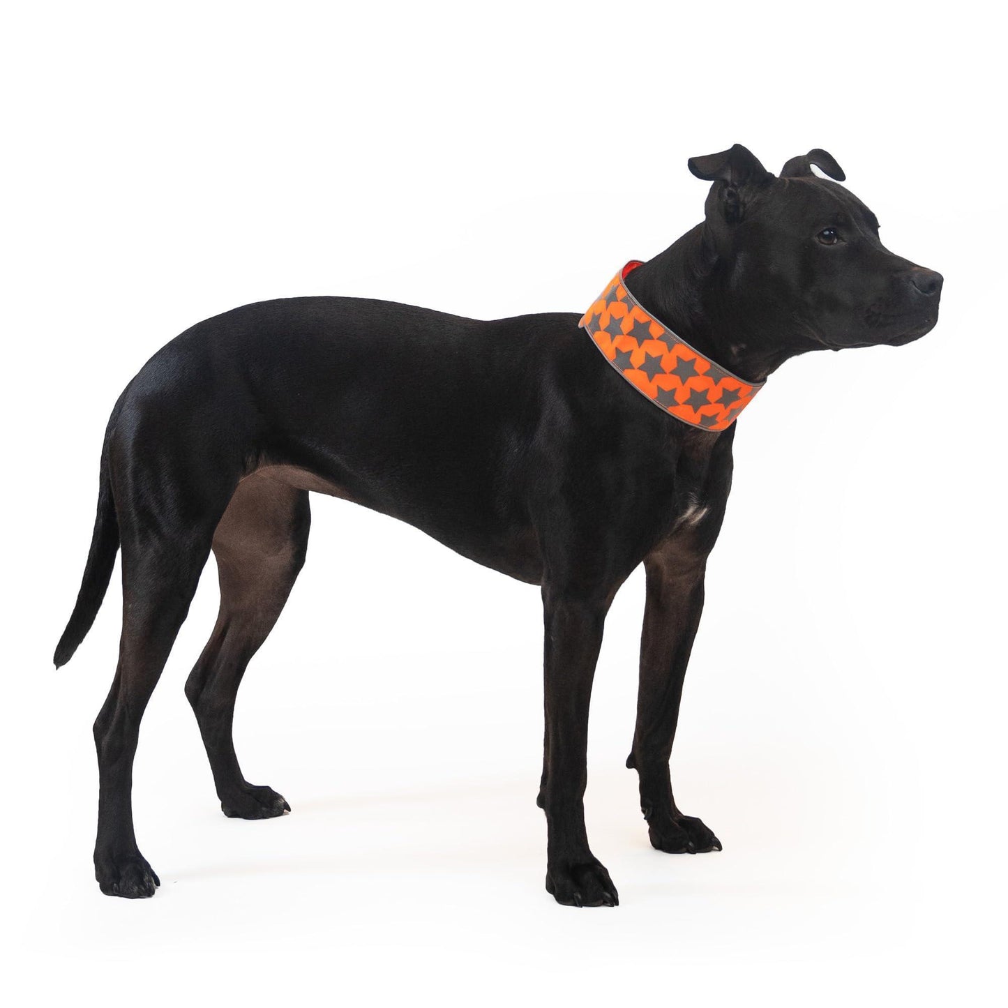 SafetyPUP XD Hi Vis Reflective Dog Collar. Fluorescent Blaze Orange. SMALL For Pet With Love