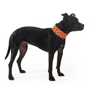 Reflective Dog Collar. Fluorescent Blaze Orange with Adjustable Fastener for