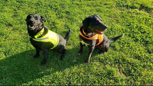 Lite Dog Vest. Coverage to Mid Back. Reflective Hi Visibility Fluorescent