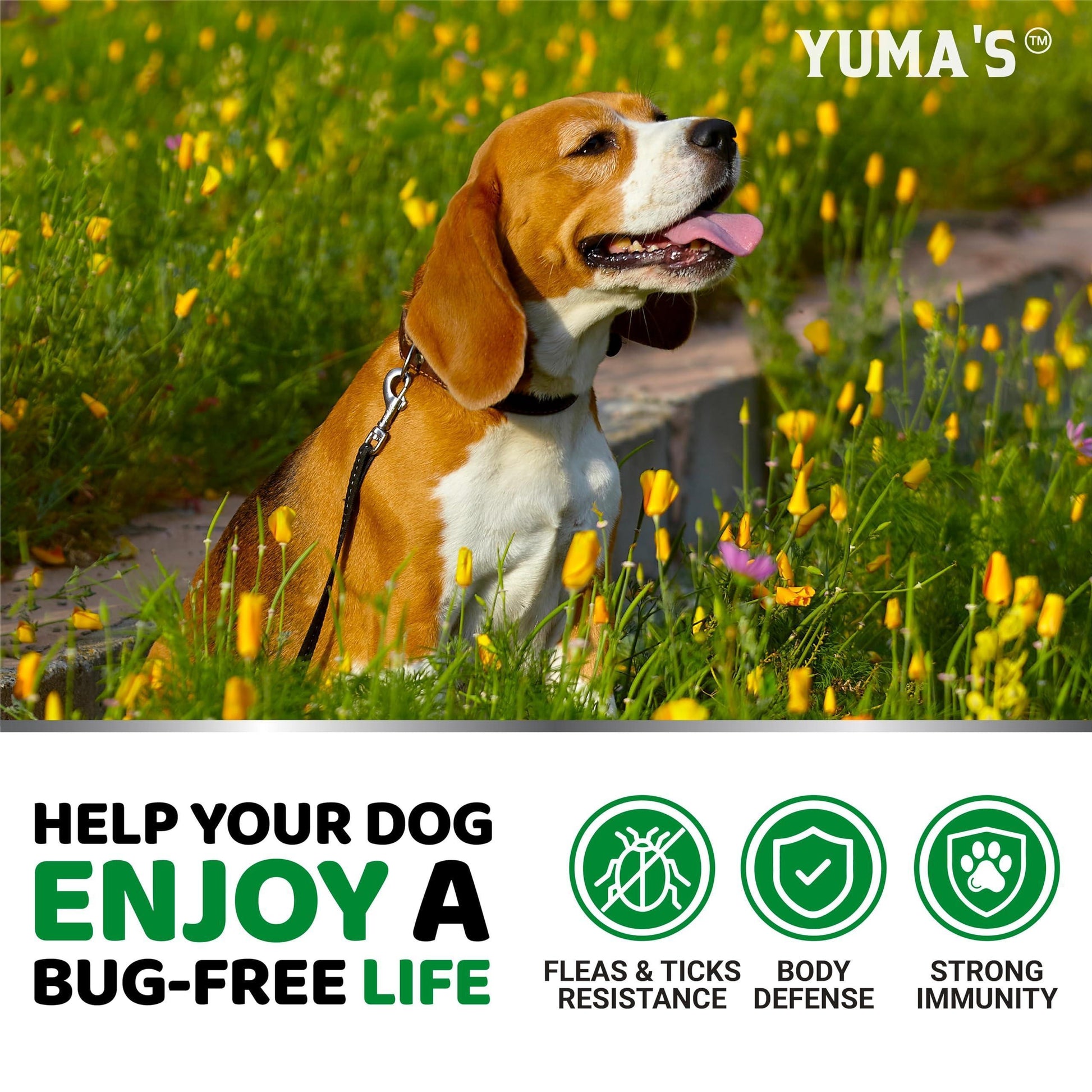 YUMA'S Flea and Tick Prevention for Dogs. Made in USA 170 Chews. Chicken Flavor. For Pet With Love