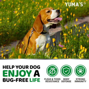Flea and Tick Prevention for Dogs Chewables   170 Treats   Natural Dog Flea and