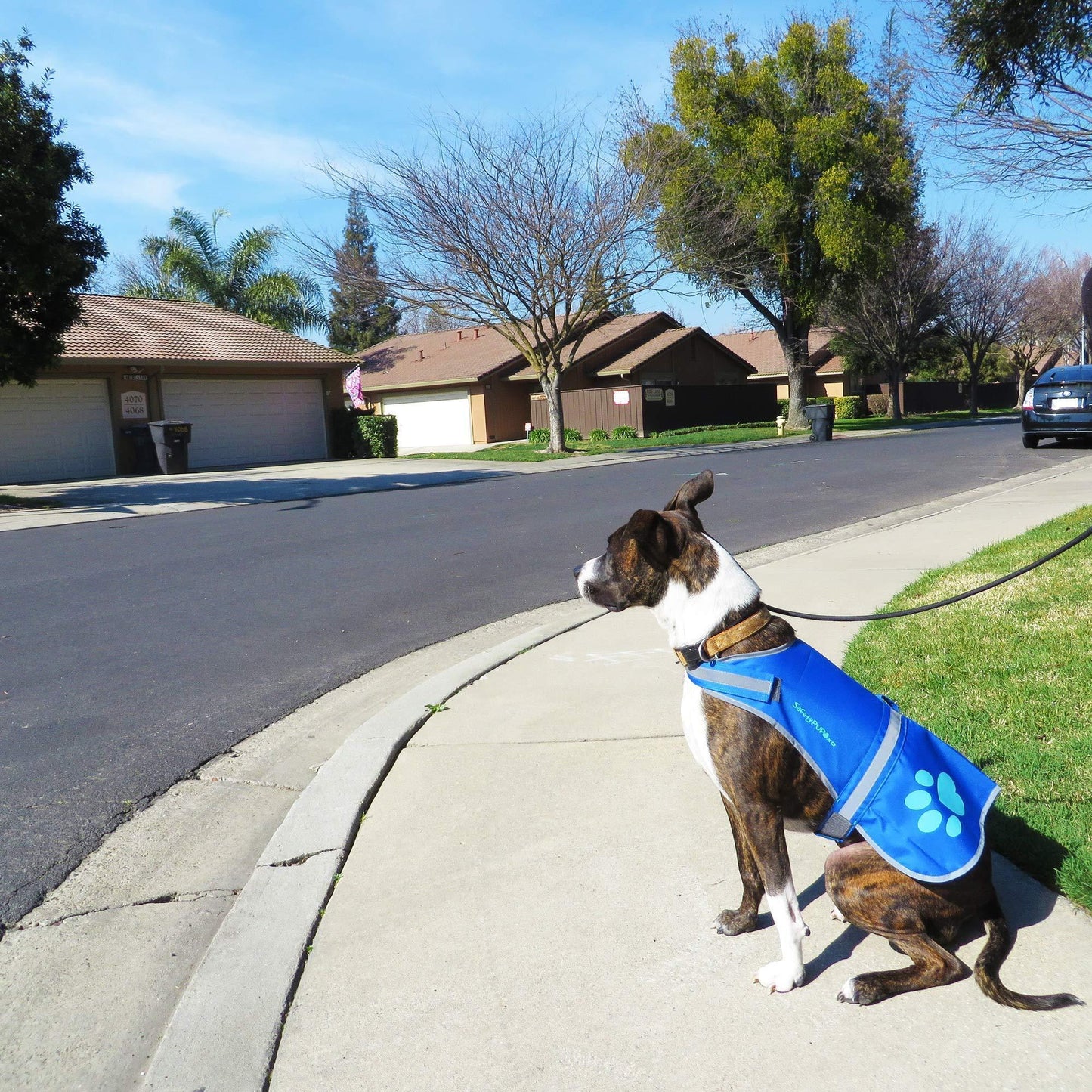 SafetyPUP XD Reflective HiVis Blue Fluorescent Dog Safety Vest (X-LARGE) For Pet With Love