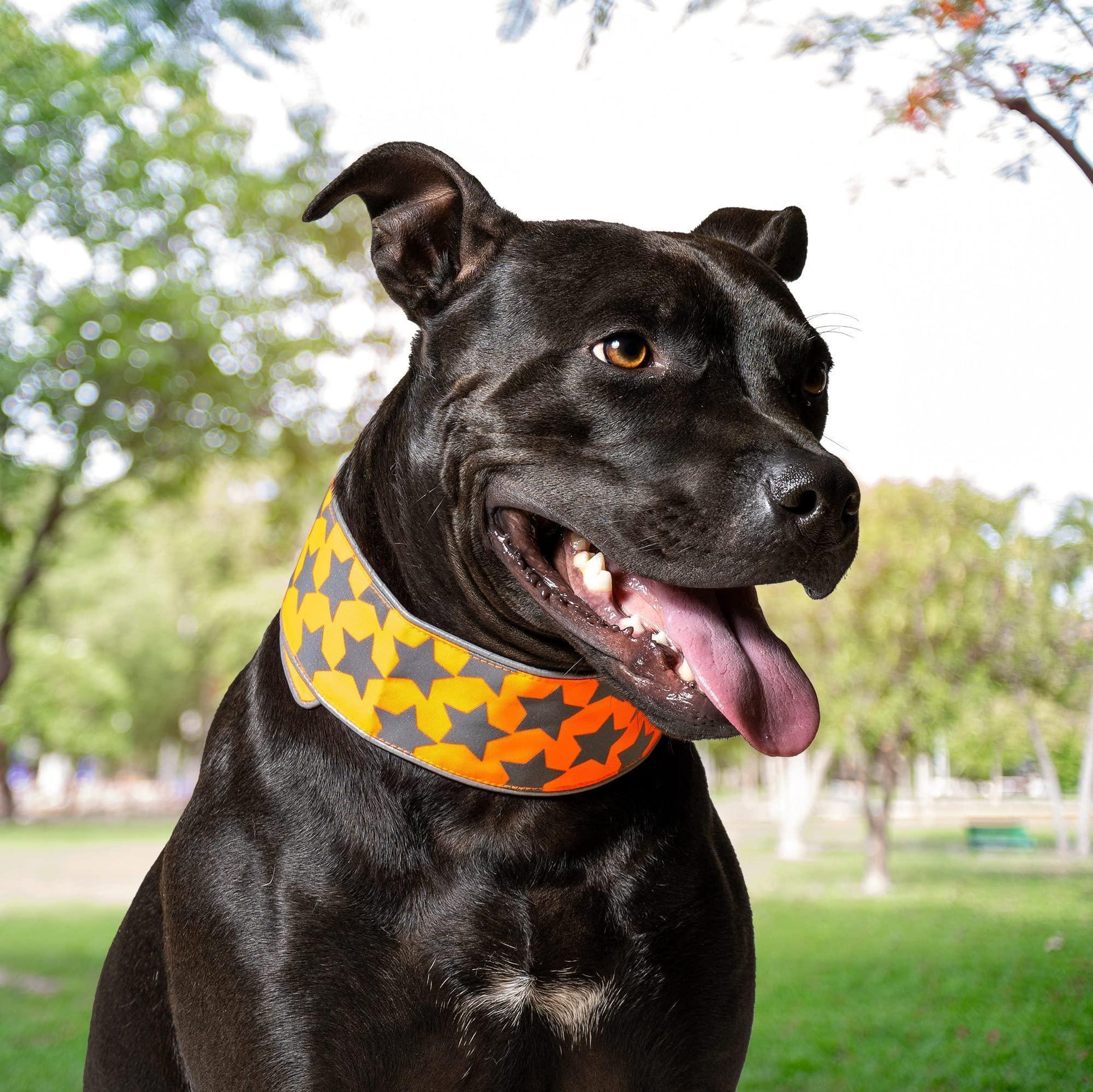 SafetyPUP XD Reflective HiVis Dog Collar. Fluorescent Blaze Orange XLARGE For Pet With Love
