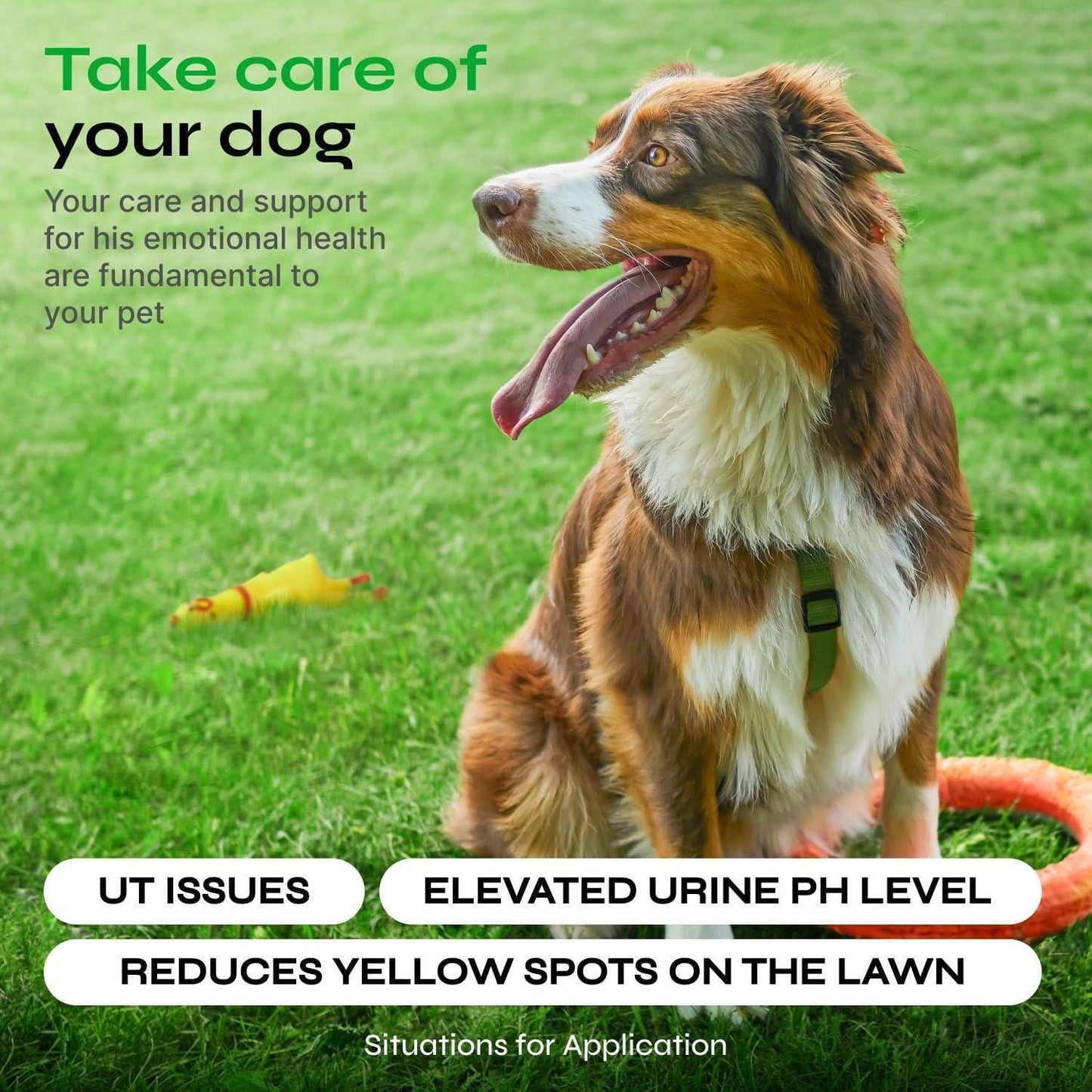 VETRICA Dog Urine Neutralizer & Digestive Health Support 130 Chews For Pet With Love