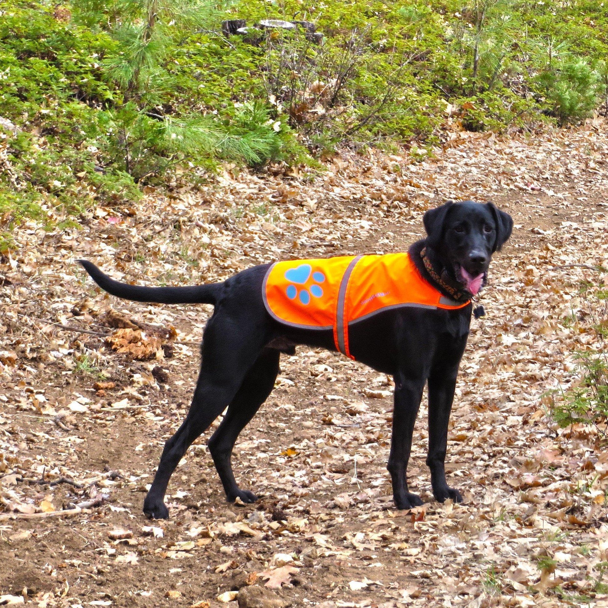 SafetyPUP XD Hi-Visibility Fluorescent Blaze Orange Dog Vest (Large) For Pet With Love