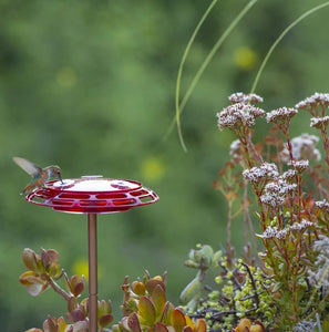 More Birds 3 in 1 Hummingbird Feeder