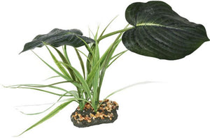 Komodo Jumbo Guiana Terrarium Plant