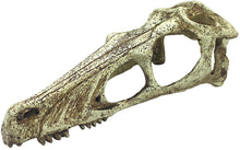 Load image into Gallery viewer, Komodo Raptor Skull Terrarium Decoration
