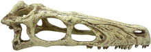 Load image into Gallery viewer, Komodo Raptor Skull Terrarium Decoration
