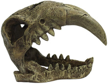Load image into Gallery viewer, Komodo Saber Tooth Skull Terrarium Decoration
