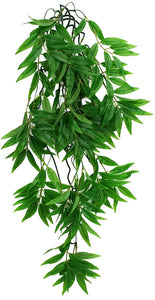 Komodo Bamboo Hanging Vine Terrarium Plant