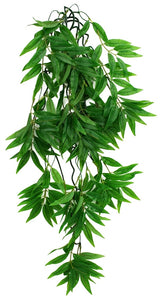 Komodo Bamboo Hanging Vine Terrarium Plant