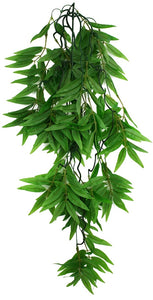 Komodo Bamboo Hanging Vine Terrarium Plant