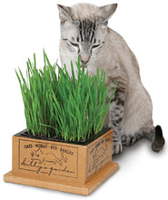 Load image into Gallery viewer, Pioneer Pet Kittys Garden in Wooden Box
