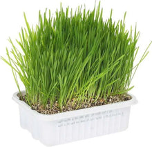 Load image into Gallery viewer, Gimborn CatA&#39;bout Cat Grass Plus Multi-Cat
