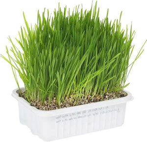 Gimborn CatA'bout Cat Grass Plus Multi-Cat