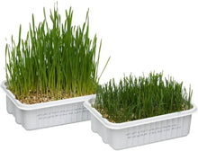 Load image into Gallery viewer, Gimborn CatA&#39;bout Cat Grass Plus Multi-Cat
