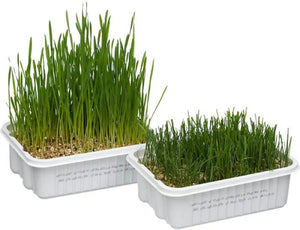 Gimborn CatA'bout Cat Grass Plus Multi-Cat